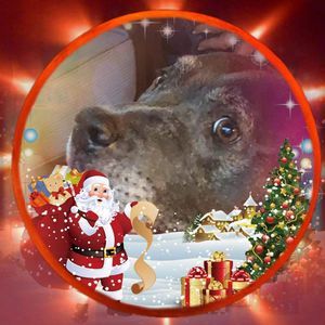 Meet your Posher, Darla